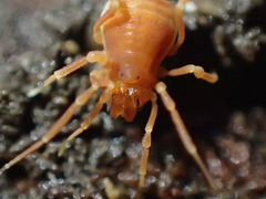 Phalangodidae