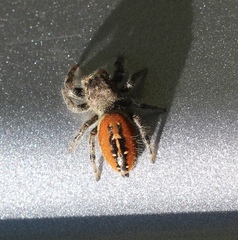 Phidippus texanus