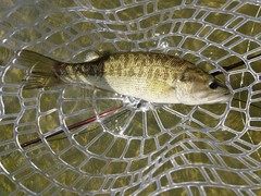 Micropterus treculii