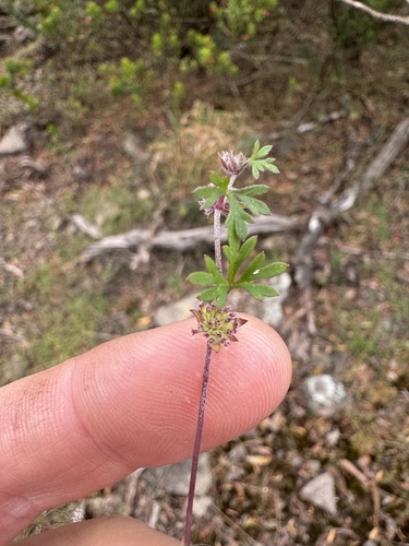 Actinotus gibbonsii, 2024-06-21