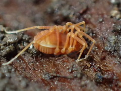 Phalangodidae