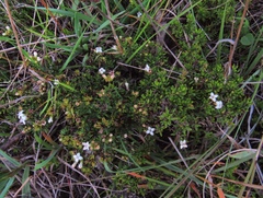 Arcytophyllum thymifolium