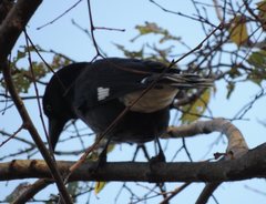 Strepera graculina graculina