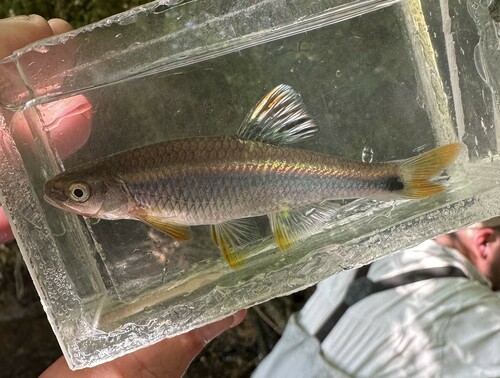 Tricolor Shiner