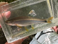 Tricolor Shiner photo 5