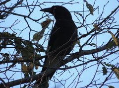 Strepera graculina graculina