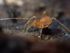 Phalangodidae