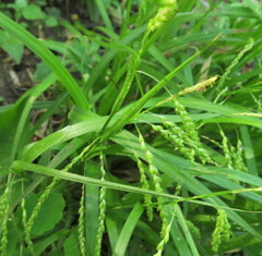 Carex gracillima