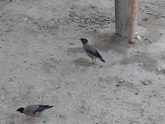 Acridotheres ginginianus