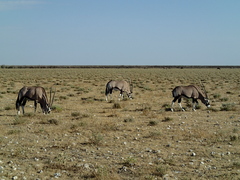 Oryx gazella