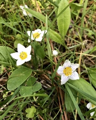 Hesperochiron pumilus