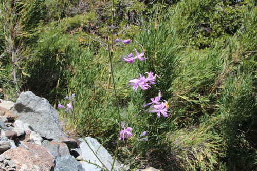 Image of Schizanthus hookeri by (c) Cesar Ormazabal, some rights reserved (CC BY)