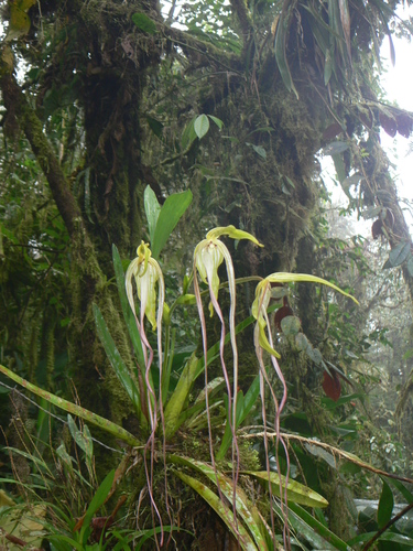 Phragmipedium lindenii