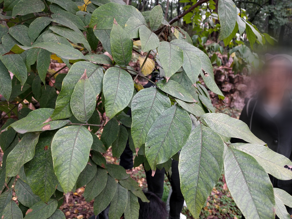 Koelreuteria bipinnata - council-listed tree