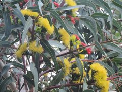 Eucalyptus erythrocorys