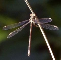 Lestes undulatus