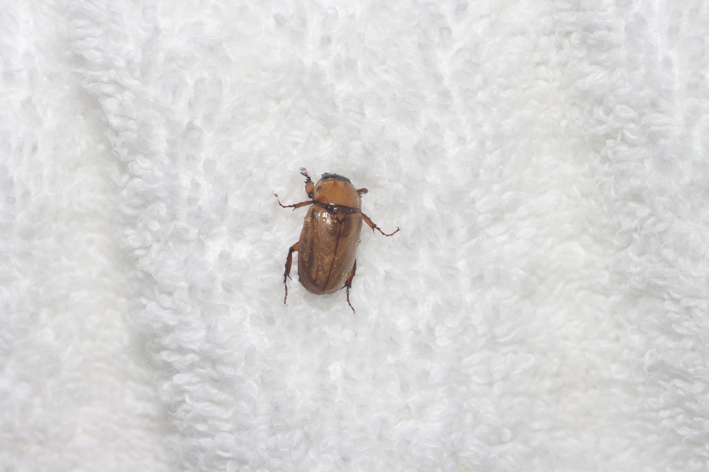 Cyclocephala Lunulata From Provincia De Puntarenas, Puerto Jiménez 