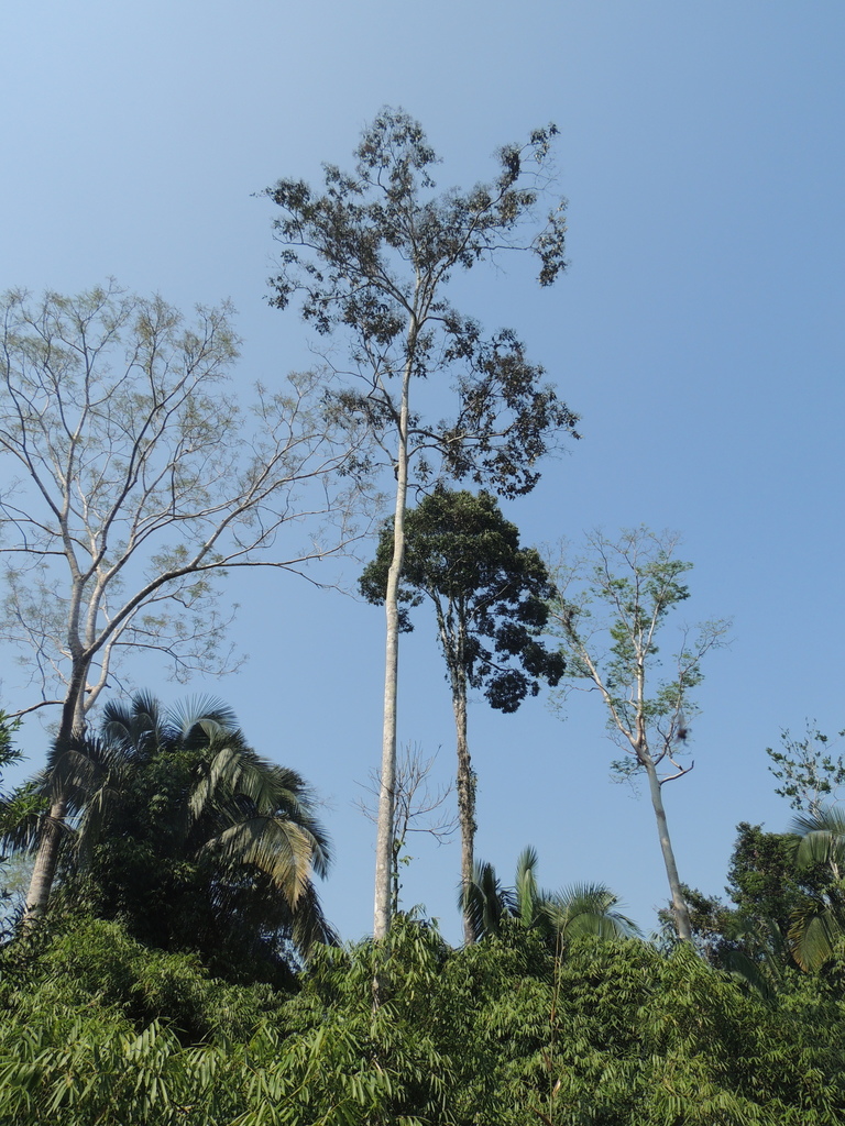 Amburana acreana