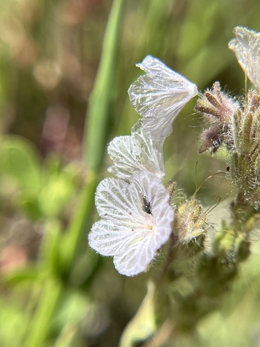 Transverse Range phacelia (Phacelia exilis)