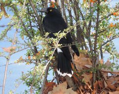 Strepera graculina graculina