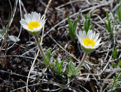Erigeron radicatus