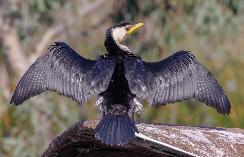 Little Pied Cormorant
