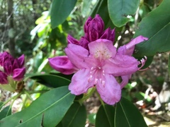 Rhododendron catawbiense