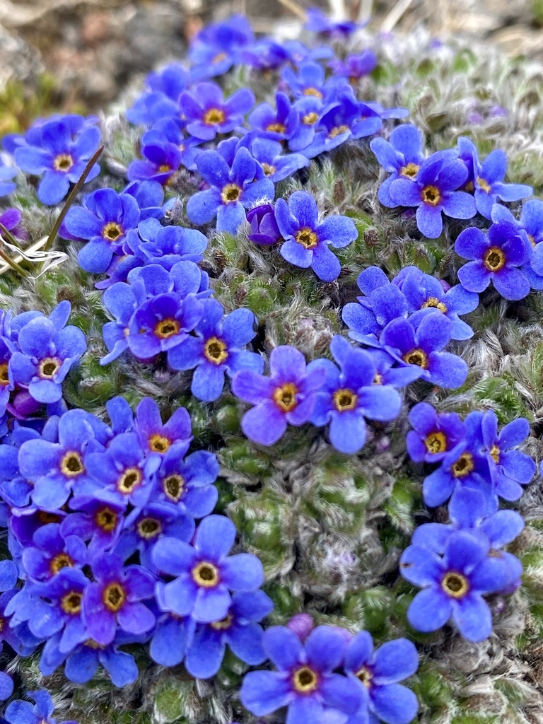 Rochelieae