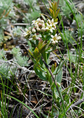 Comandra umbellata pallida