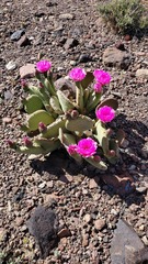 Opuntia basilaris treleasei