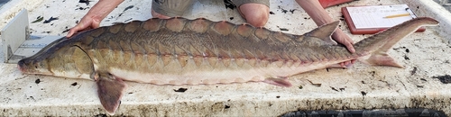Atlantic Sturgeon