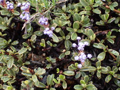 Ceanothus pumilus
