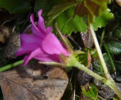 Rubus arcticus acaulis