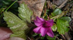 Rubus arcticus acaulis