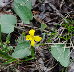 Viola vallicola