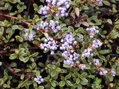 Ceanothus pumilus