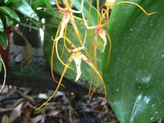 Brassia