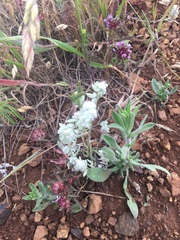 Micropus californicus