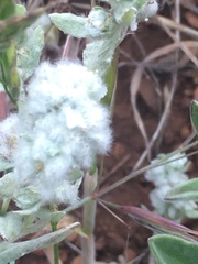 Micropus californicus