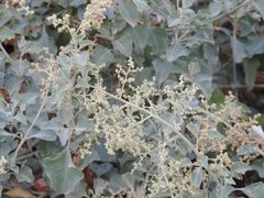 Chenopodium parabolicum