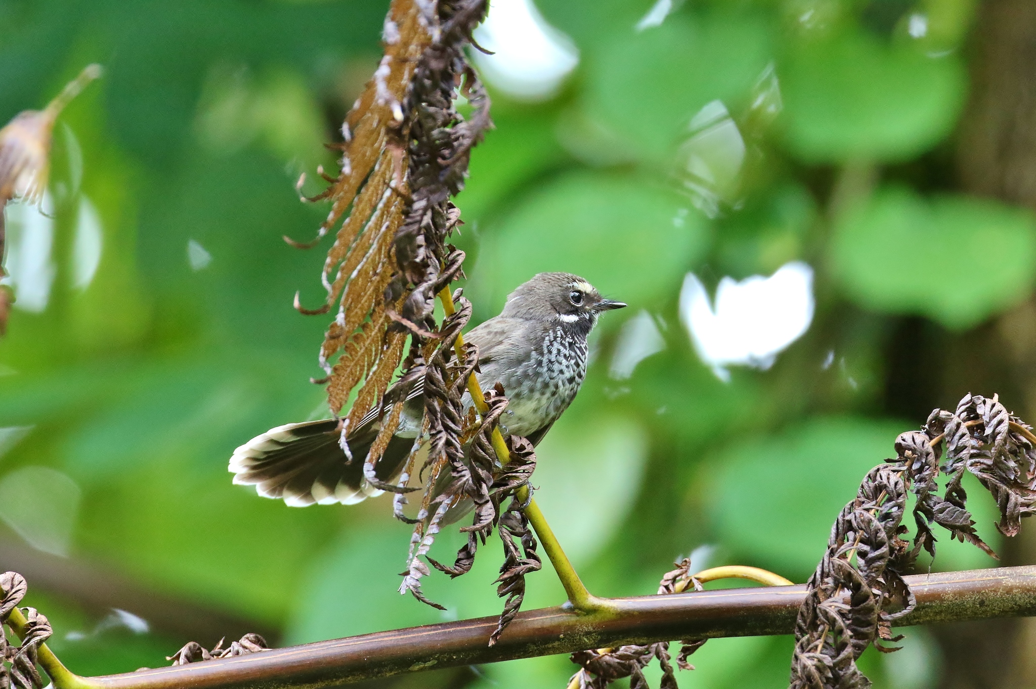 Pohnpei Fantail illustration