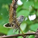 Pohnpei Fantail - Photo (c) Thibaud Aronson, some rights reserved (CC BY-SA), uploaded by Thibaud Aronson