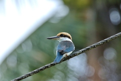 Todiramphus reichenbachii