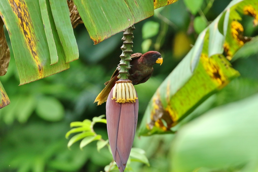 Pohnpei Lorikeet photo