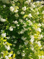 Philadelphus coronarius