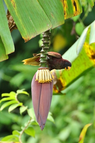 Pohnpei Lorikeet