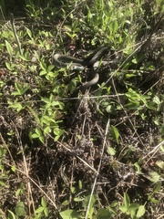 Coluber constrictor foxii
