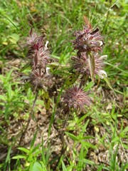 Monarda clinopodioides