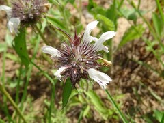 Monarda clinopodioides