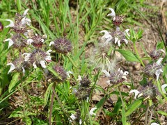 Monarda clinopodioides